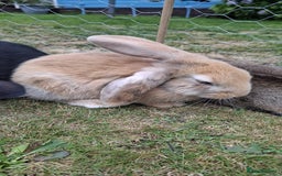 English Lop rabbits for sale: Rabbits for sale - Image 3