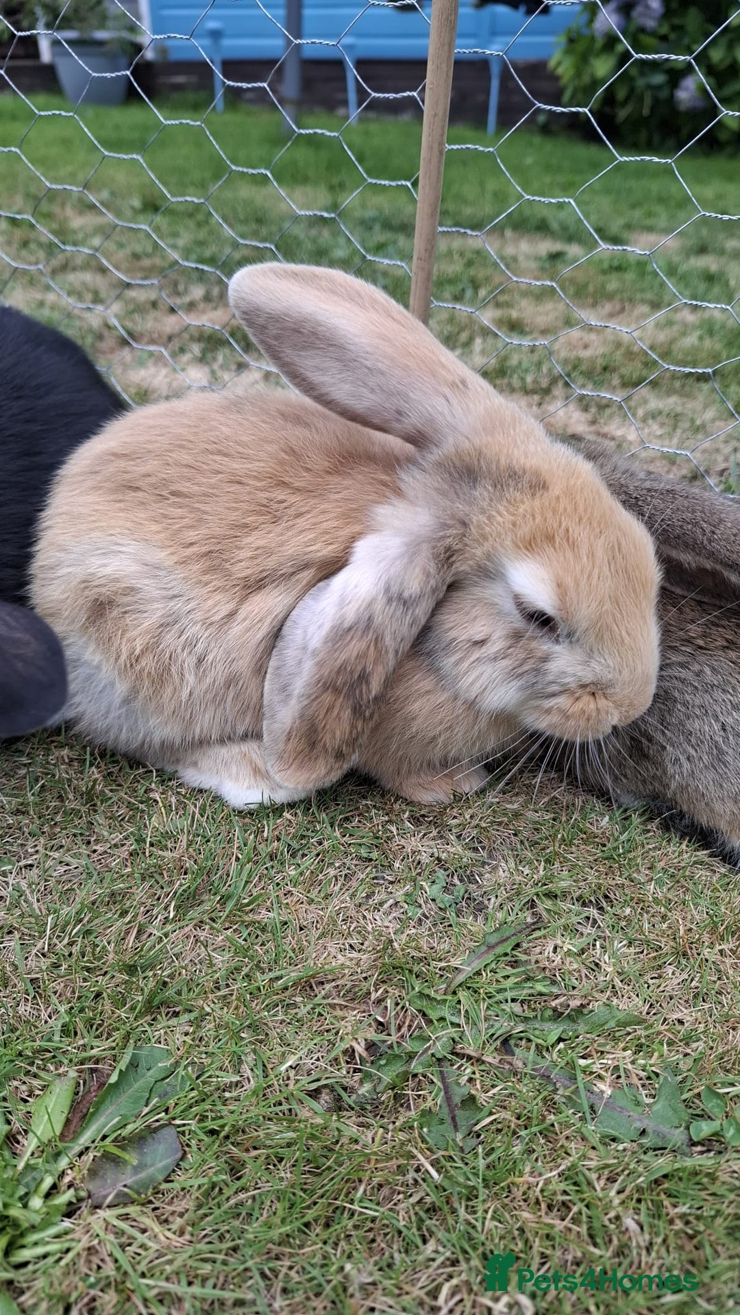 English Lop rabbits for sale: Rabbits for sale - Image 3