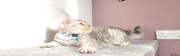 British Shorthair cats for sale: Amazing Quality Pedigree British Shorthair Kittens - Advert 22
