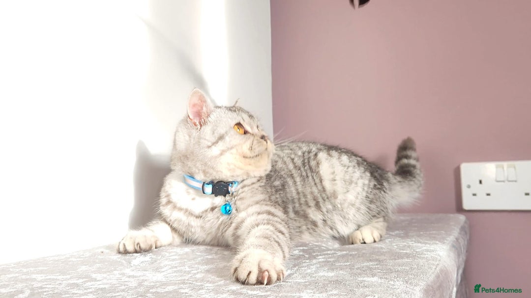 British Shorthair cats for sale: Amazing Quality Pedigree British Shorthair Kittens - Advert 22