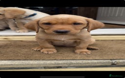 Labrador Retriever dogs for sale: 11 Exceptional Labrador Puppies - Image 6