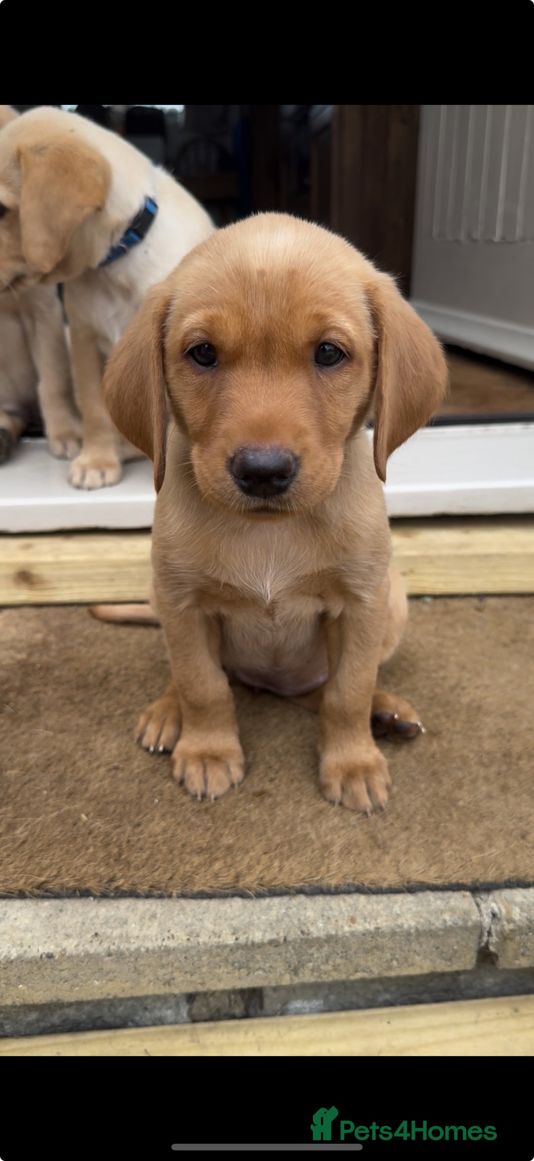 Labrador Retriever dogs for sale: 11 Exceptional Labrador Puppies - Image 6