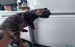 Bengal cats for sale: Bengal Kittens ready to be reserved  - Image 24