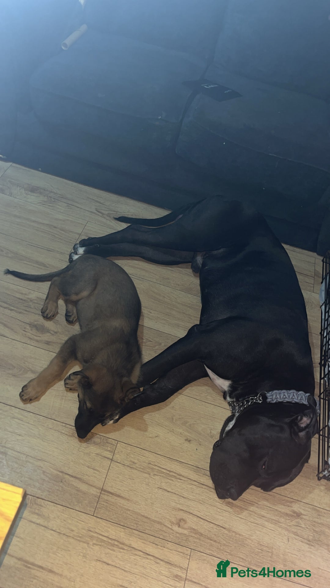German Shepherd dogs for sale: Narla GSD puppy - Image 4