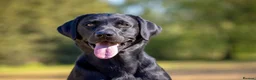 Labrador Retriever dogs for stud: Black Labrador Stud - Carries Yellow - Advert 4