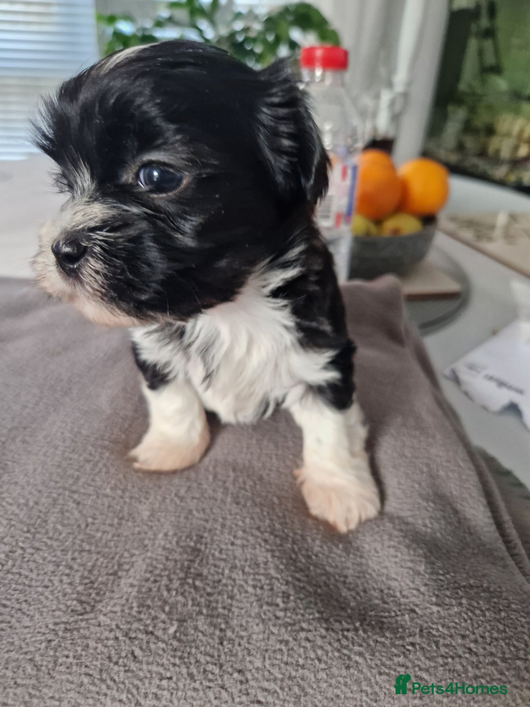 Malshi dogs for sale: Beautiful malshi puppies  - Image 13