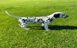 Dalmatian dogs for sale: 1 Boy Available-KC-ready for homes 20/09 - Image 1