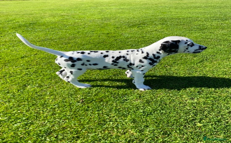 Dalmatian dogs - Advert 1