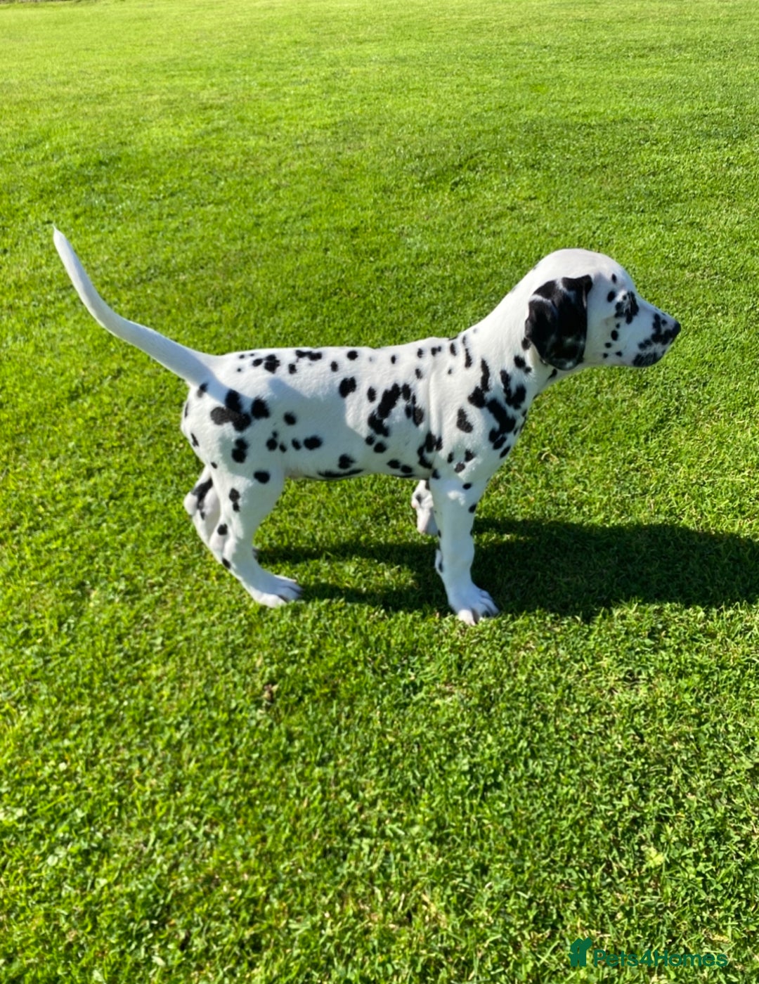 Dalmatian dogs for sale: 1 Boy Available-KC-ready for homes 20/09 - Image 1