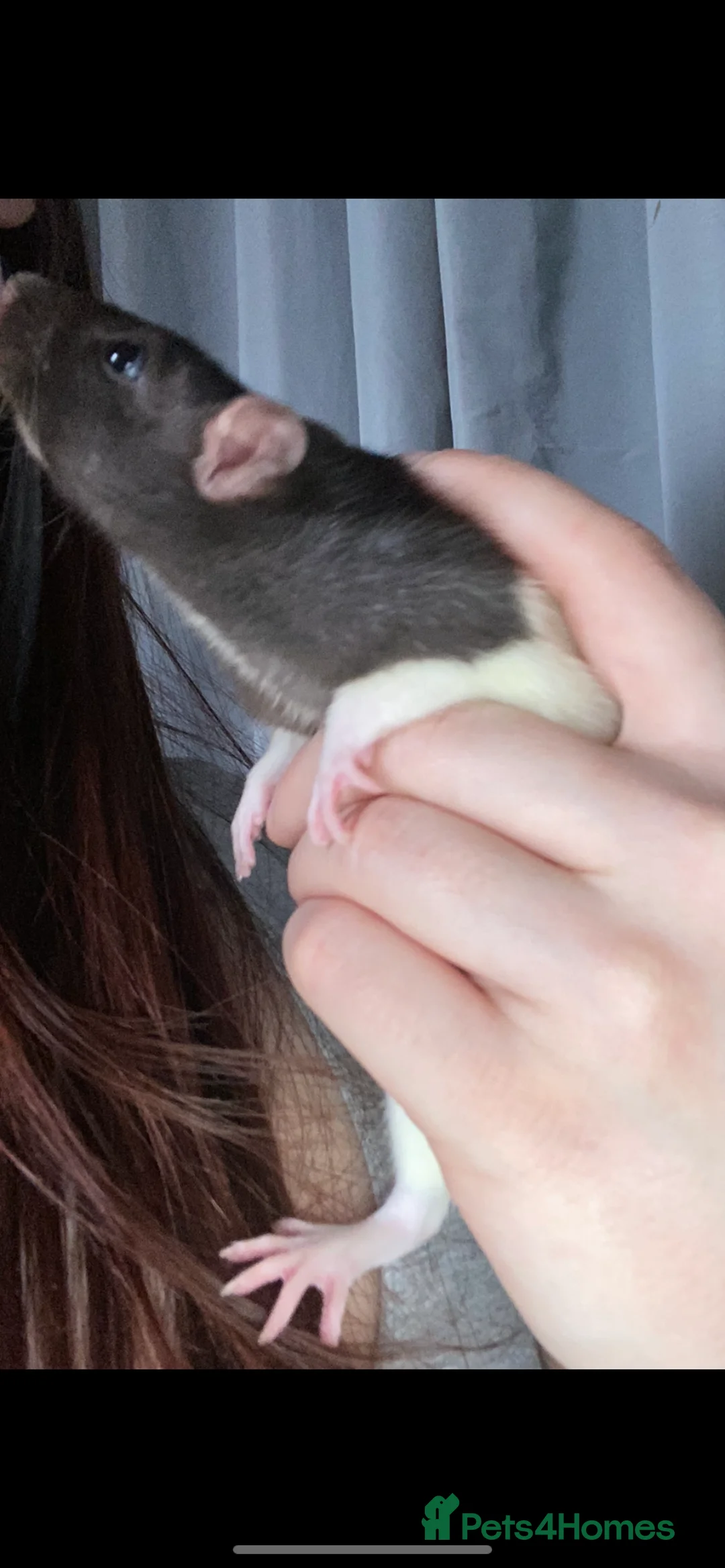 Rat rodents for sale: Two female rats and set up for sale  - Advert 2