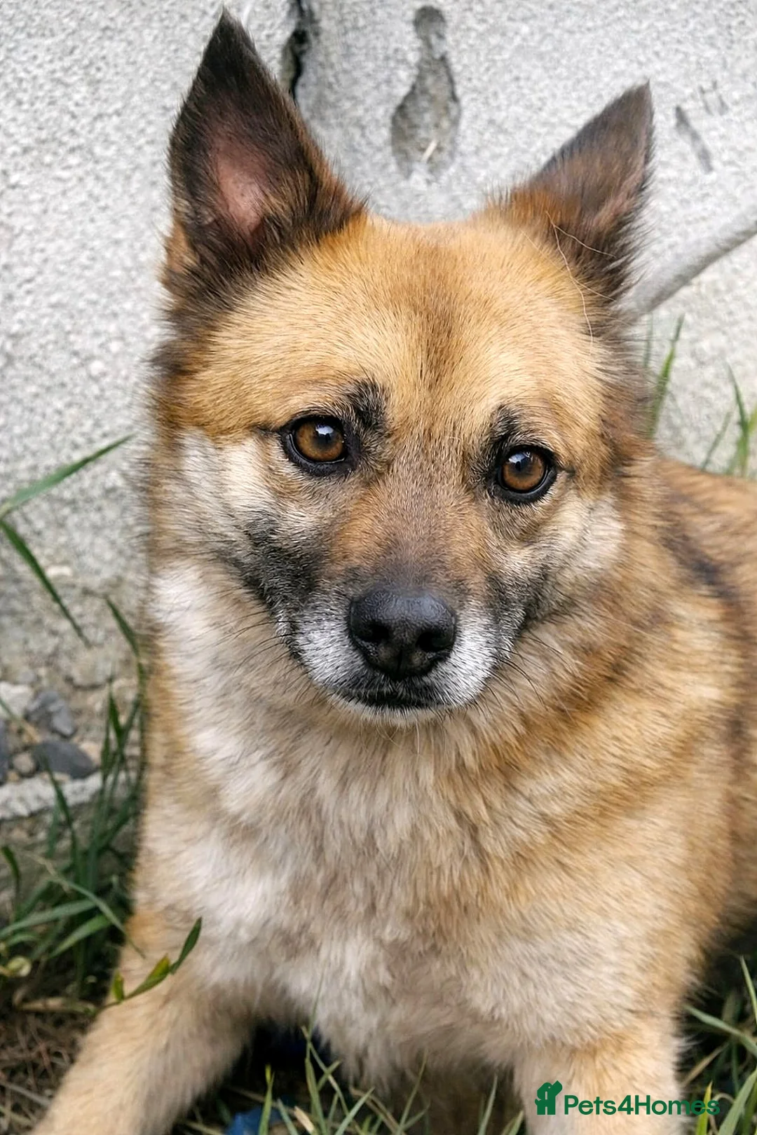 Mixed Breed dogs for adoption: 💔 4 years waiting… will you make Happy happy? - Advert 1