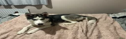 Siberian Husky dogs for sale:  Beautiful 10 Month Bitch.  - Advert 6