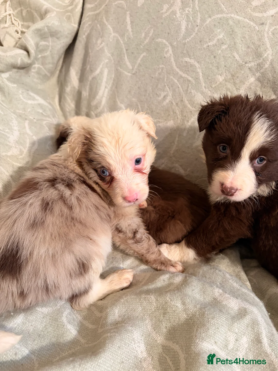 Border Collie dogs for sale: HEALTH TESTED CLEAR PARENTS BORDER COLLIE PUPS - Advert 12