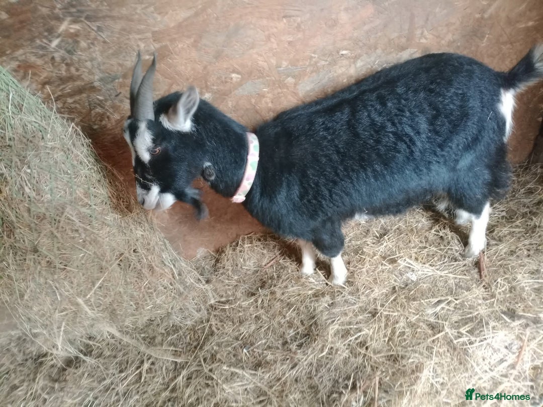 Goats livestock for sale: Two goats for sale  - Image 4