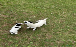 Mixed Breed dogs for sale: 1 Male Jack Russel cross Cavalier  - Image 4