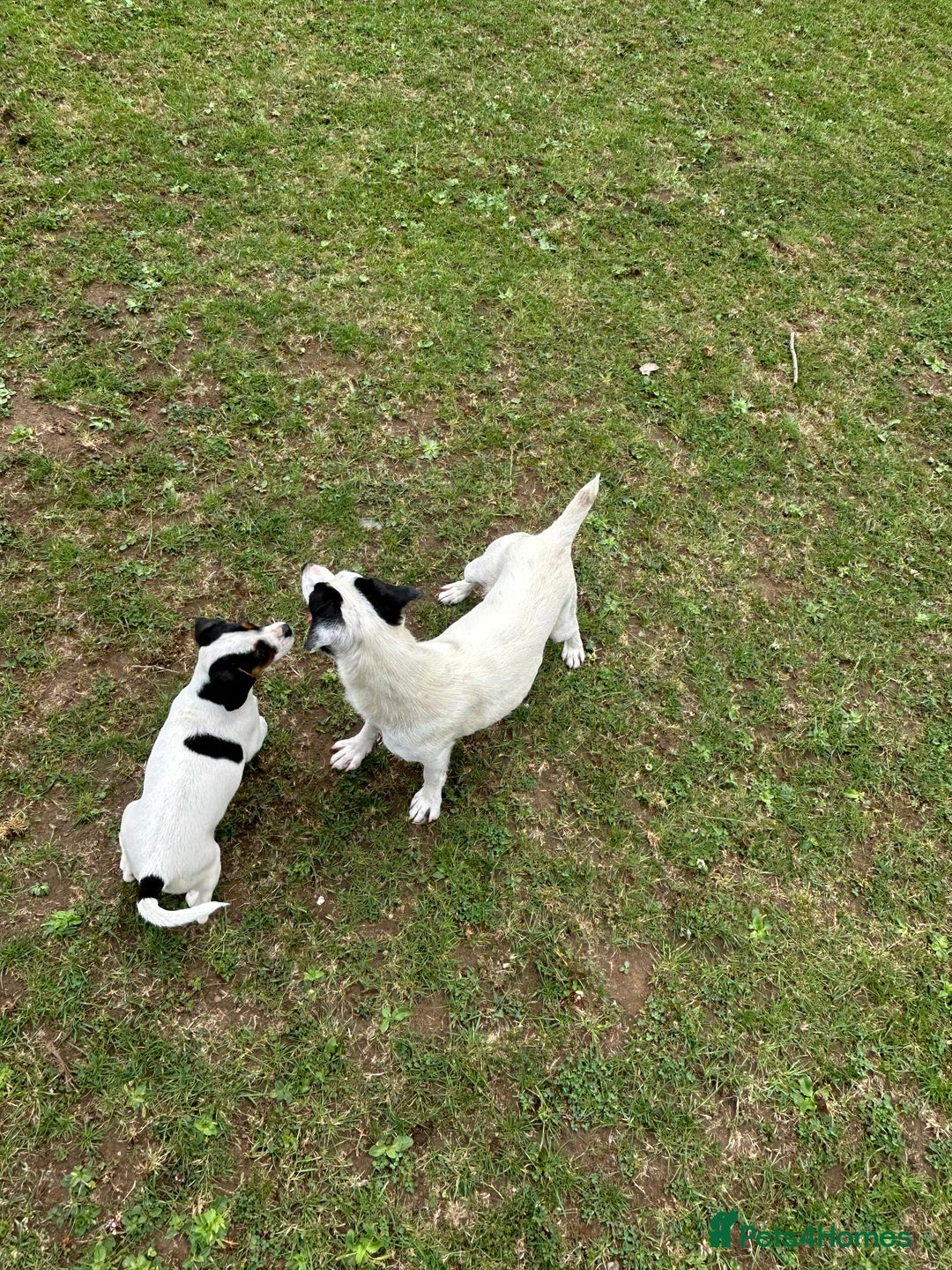 Mixed Breed dogs for sale: 1 Male Jack Russel cross Cavalier  - Image 4