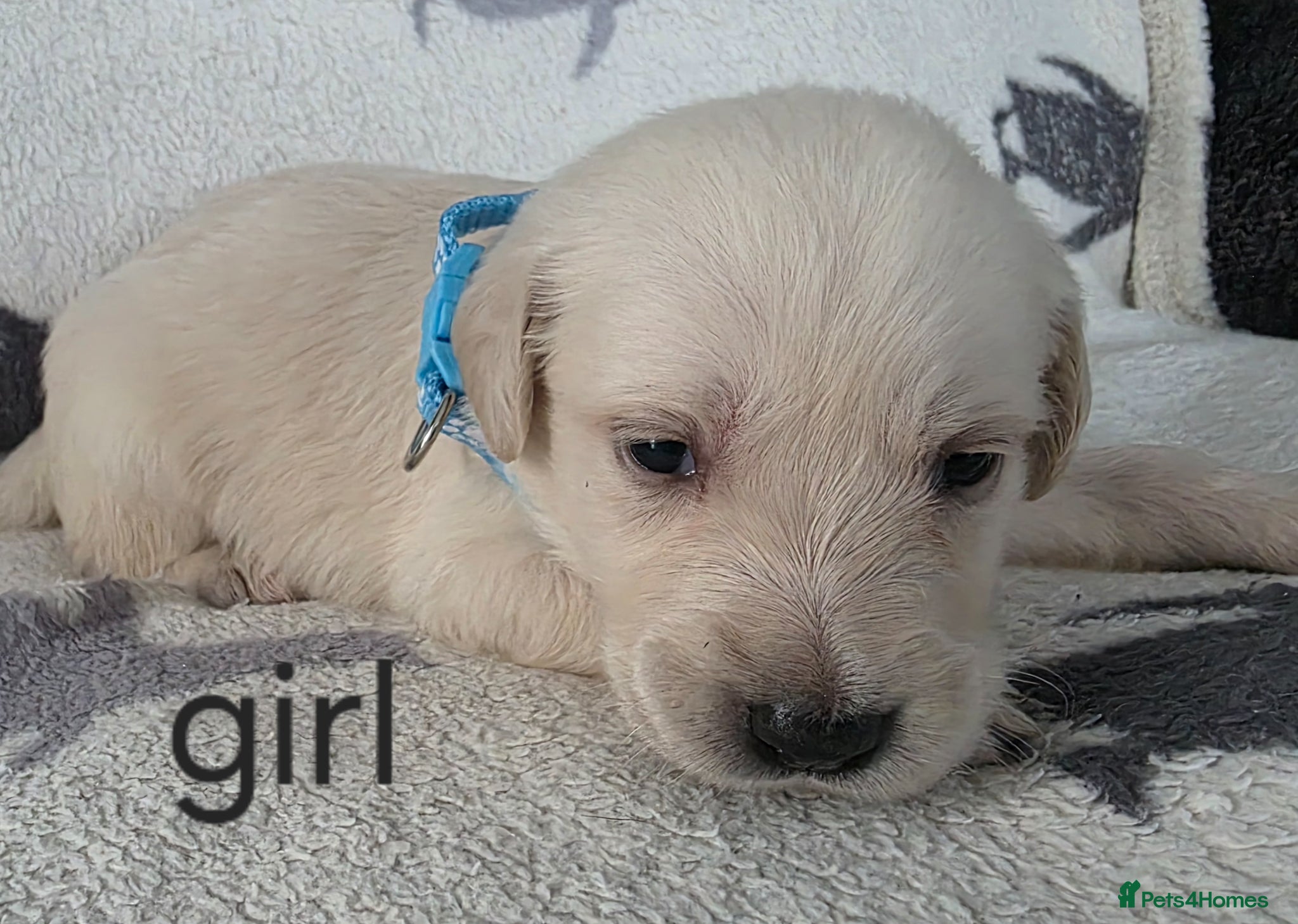 Goldador dogs for sale: retreiver puppys in Newport-on-Tay - Advert 2