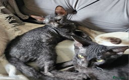 Siamese cats for sale: Siamese X Sphynx kittens - Image 23