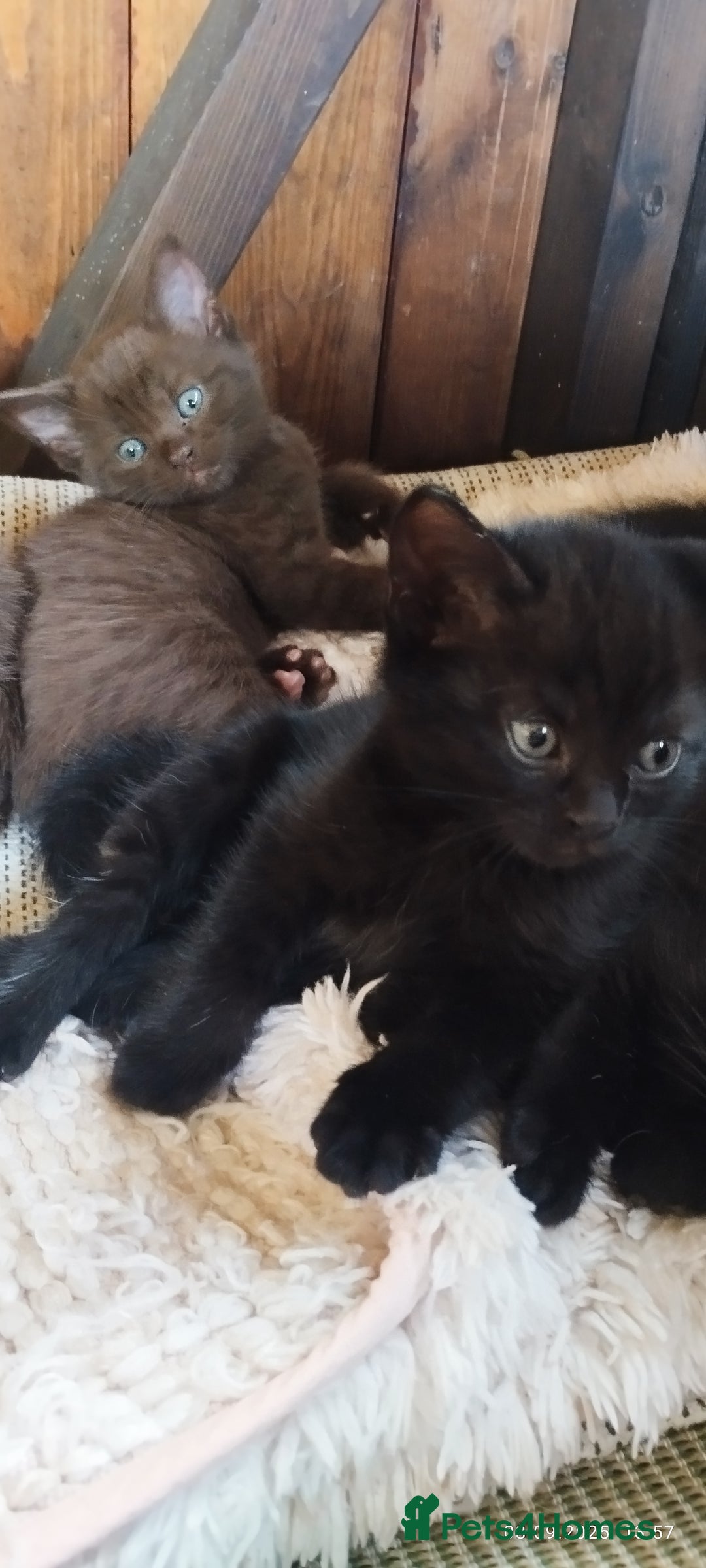 British Shorthair cats for sale: Rare Chocolate & Black Kittens – Ready Now 🐾 - Image 9