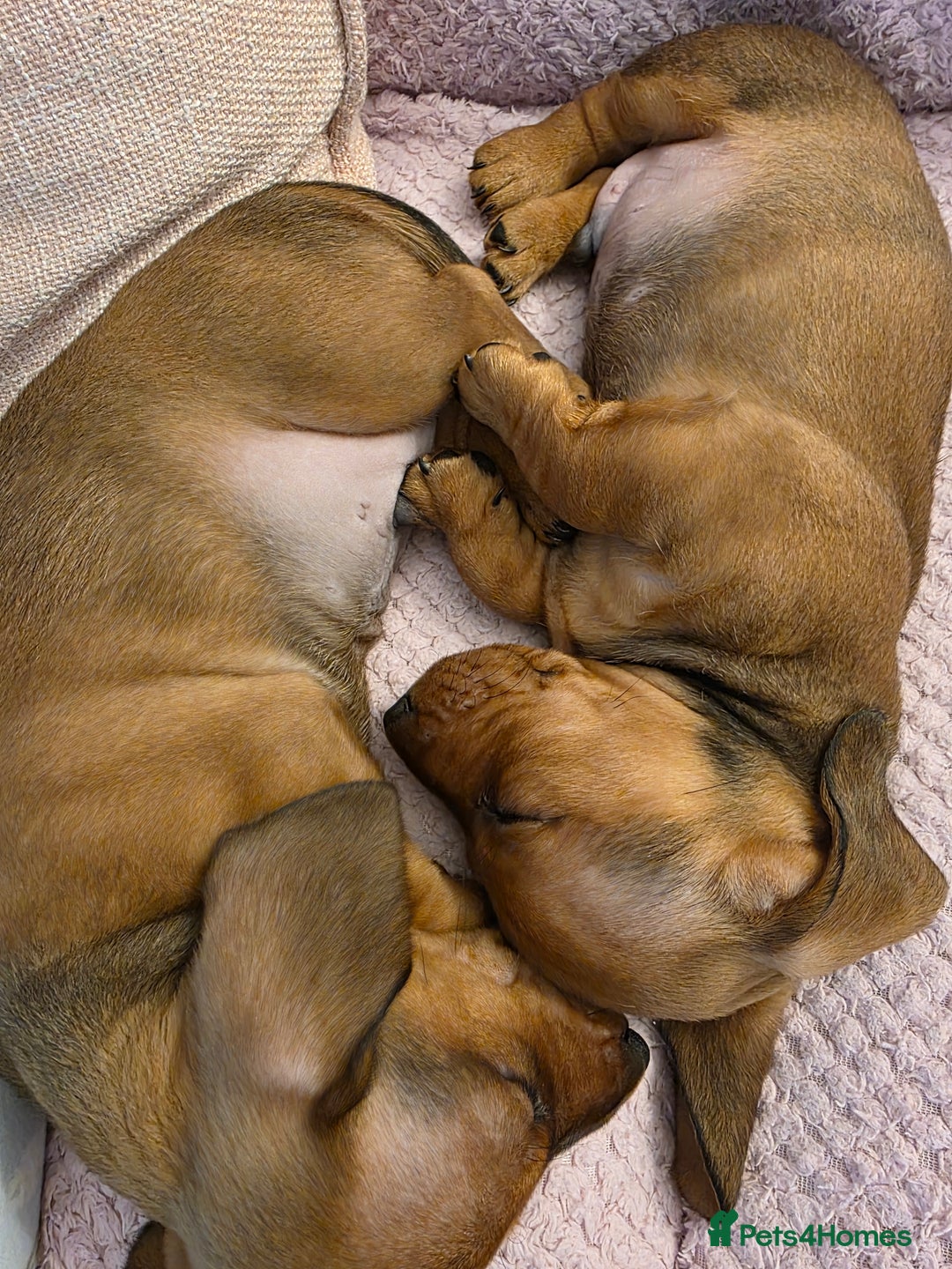 Miniature Dachshund dogs for sale: Miniture dashaunds  - Advert 13