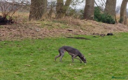 Whippet dogs for stud: Blue male whippet for stud  in Wingate - Image 3