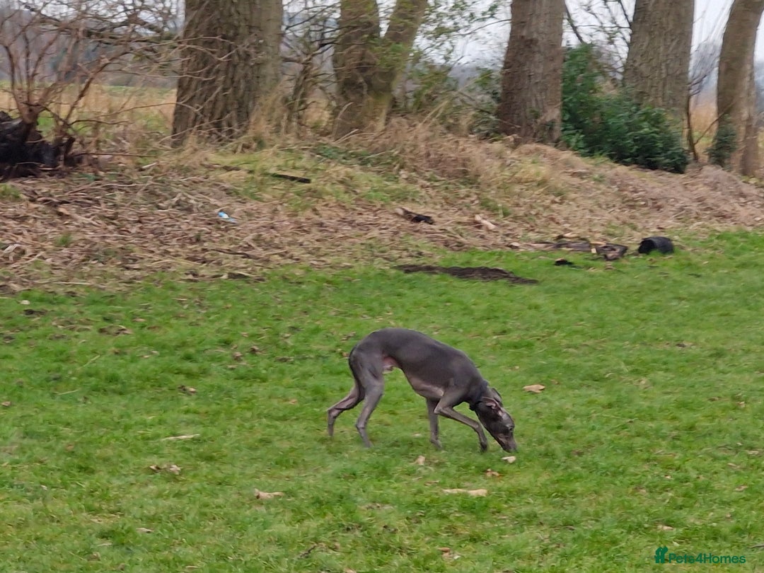 Whippet dogs for stud: Blue male whippet for stud  in Wingate - Image 3