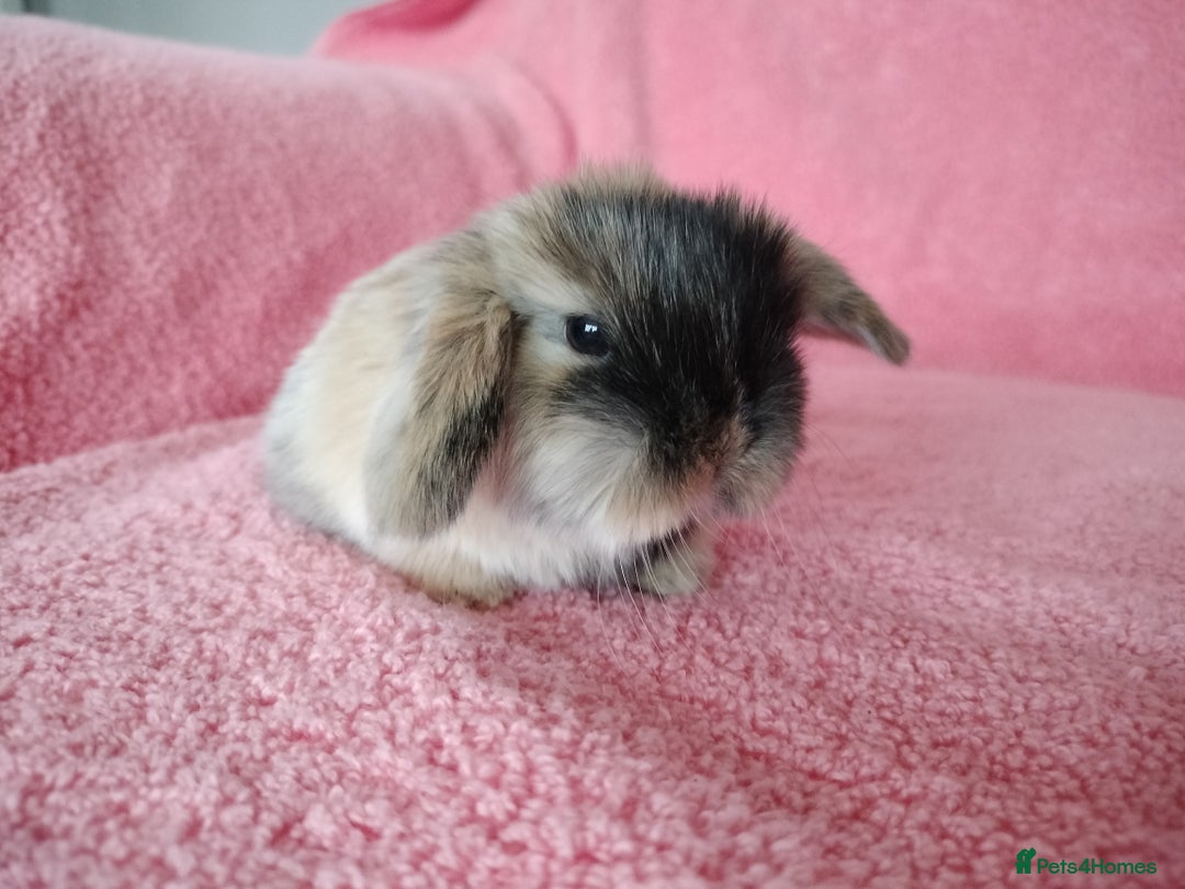 Mini Lop rabbits for sale: Baby mini lops for sale  - Advert 9