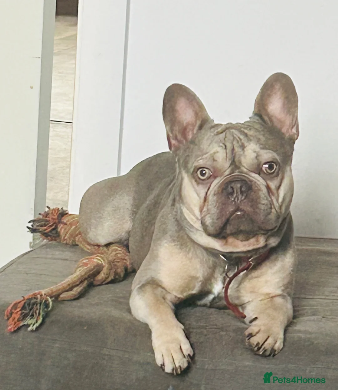 French Bulldog dogs for stud: Lilac male  in Derby - Advert 1