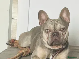 French Bulldog dogs Lilac male - Advert 2