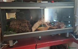 Python Snake reptiles for sale: Royal python  - Image 1