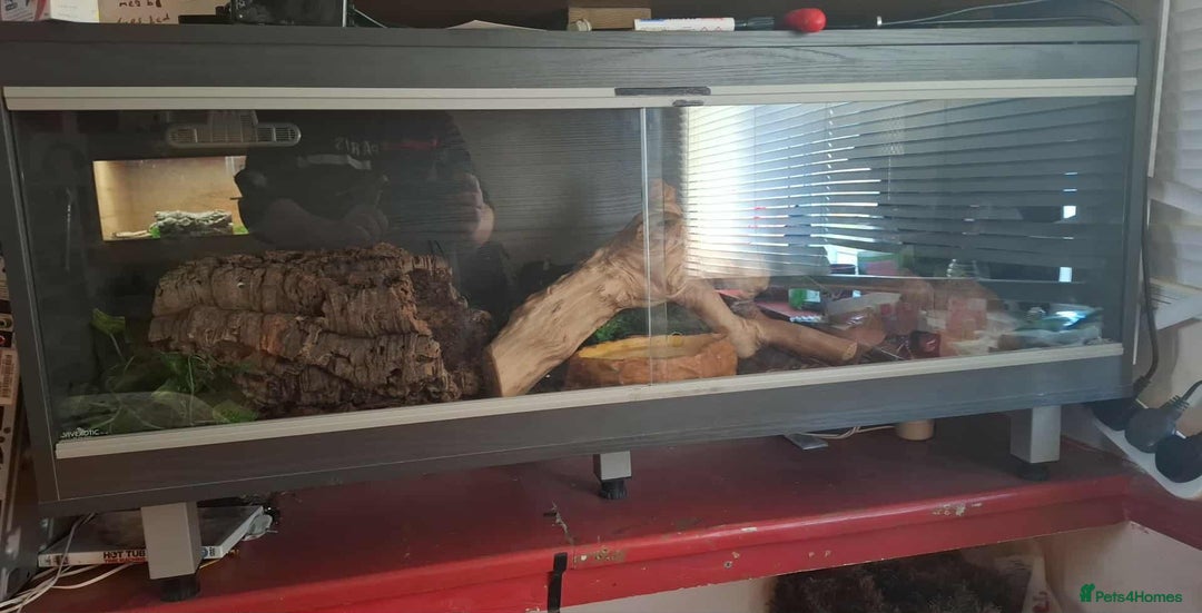 Python Snake reptiles for sale: Royal python  - Image 1