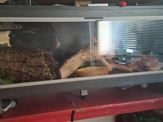 Python Snake reptiles - Advert 1