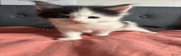 Maine Coon cats for sale: Maine Coon Kittens – 3 GCCF Boys - Advert 7