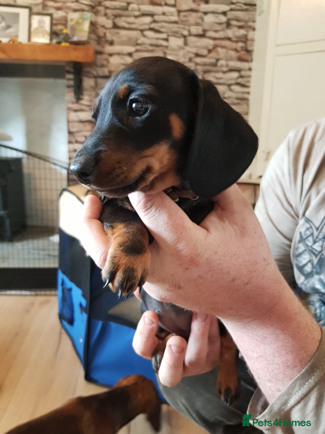 Miniature Dachshund dogs for sale: Miniature Dachshund Puppies  - Image 5