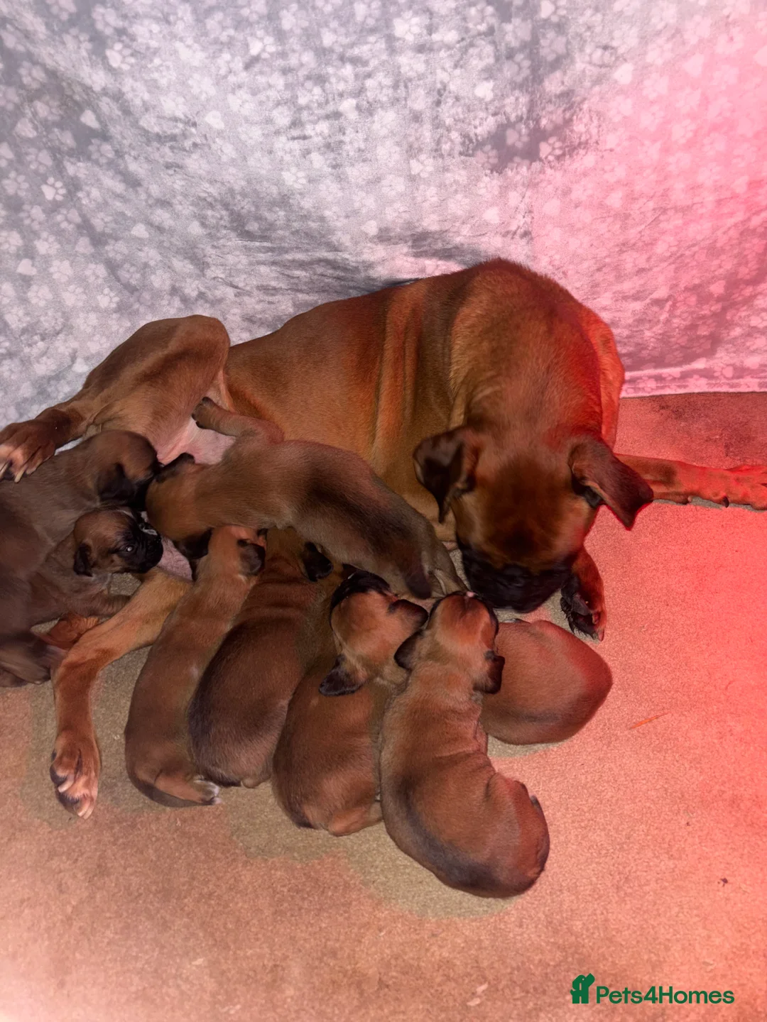Boxer dogs for sale: 8 beautiful Boxer puppies - Advert 8