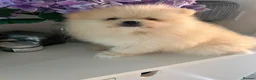 Pomeranian dogs for stud: ⭐⭐⭐ **** TEDDY FACED POMERANIAN STUD ⭐⭐⭐ - Advert 14