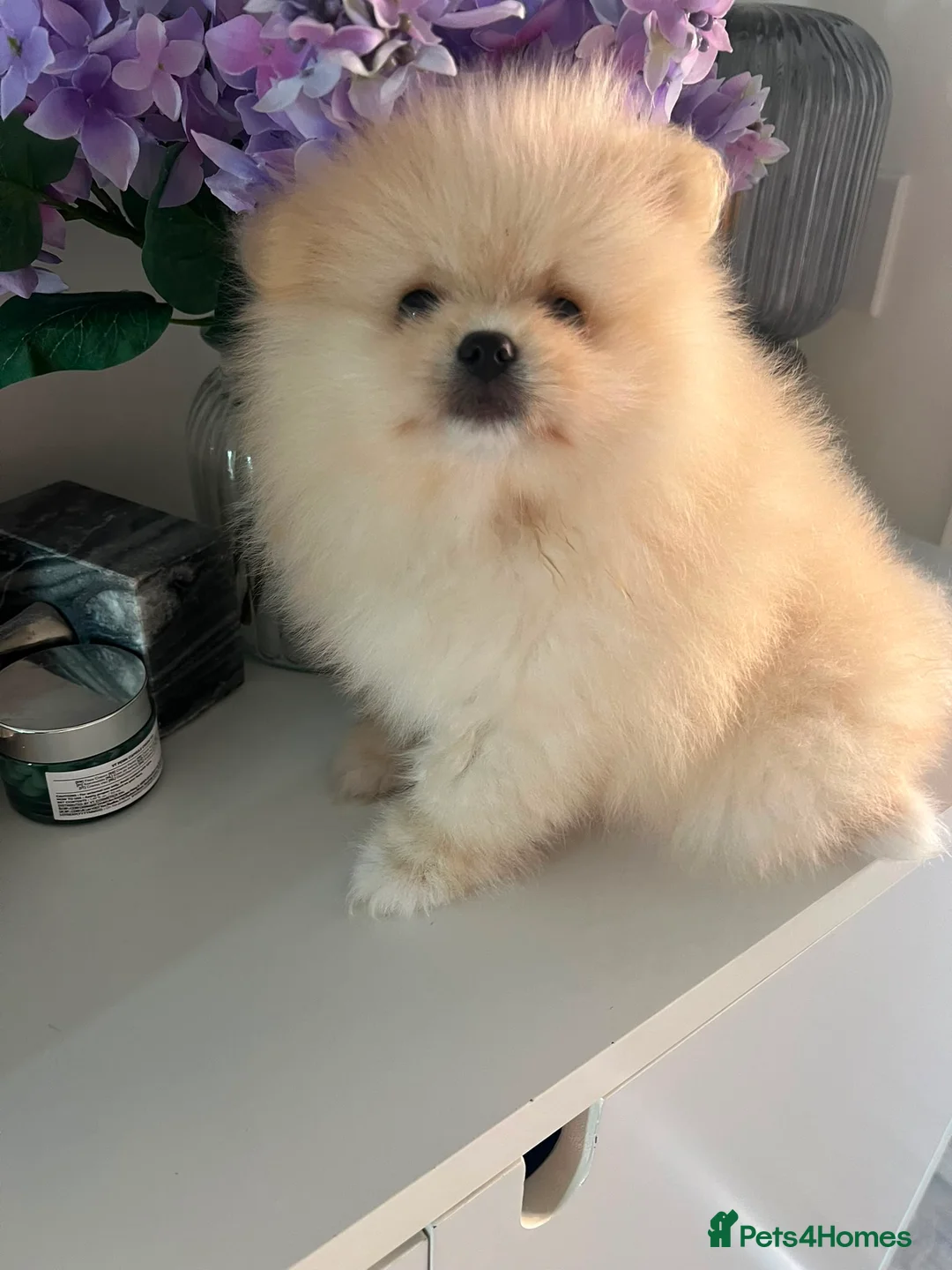 Pomeranian dogs for stud: ⭐⭐⭐ **** TEDDY FACED POMERANIAN STUD ⭐⭐⭐ - Advert 14