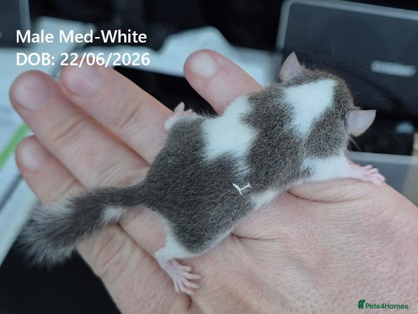 Mouse rodents Med-white micro squirrels, african pygmy dormouse - Advert 1