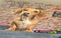 Dachshund dogs for sale: Dachshund  - Image 3