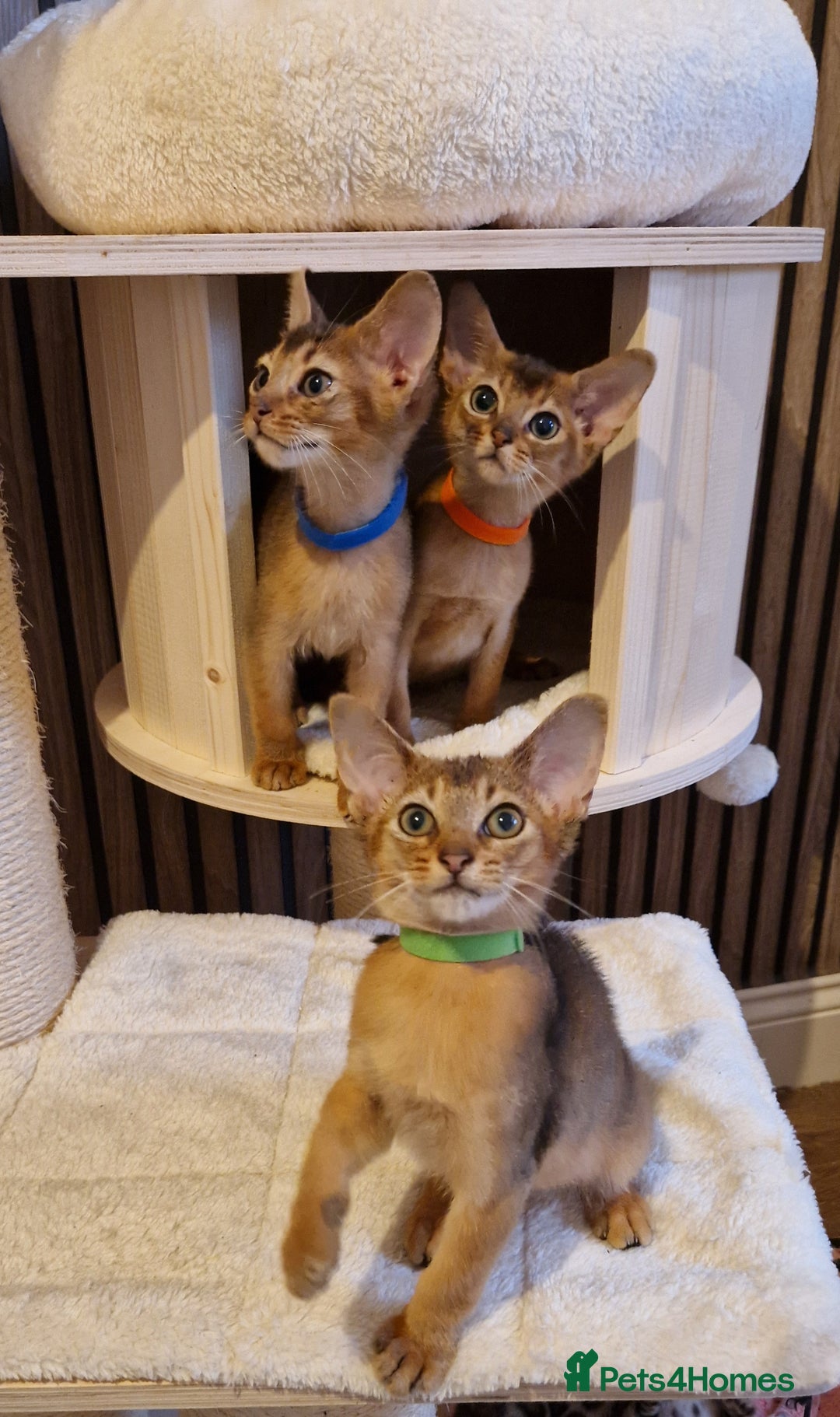 Abyssinian cats for sale: Pure Abyssian kittens ❤️ - Advert 20