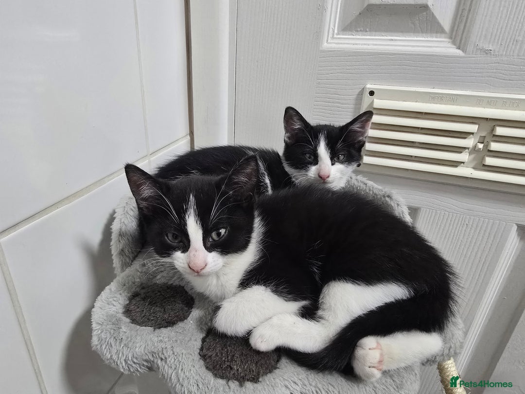 Domestic Shorthair cats for sale: 5 kittens for sale - Image 4