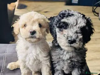 Shihpoo dogs Adorable Shihpoo Puppies for Their Forever Homes - Advert 2