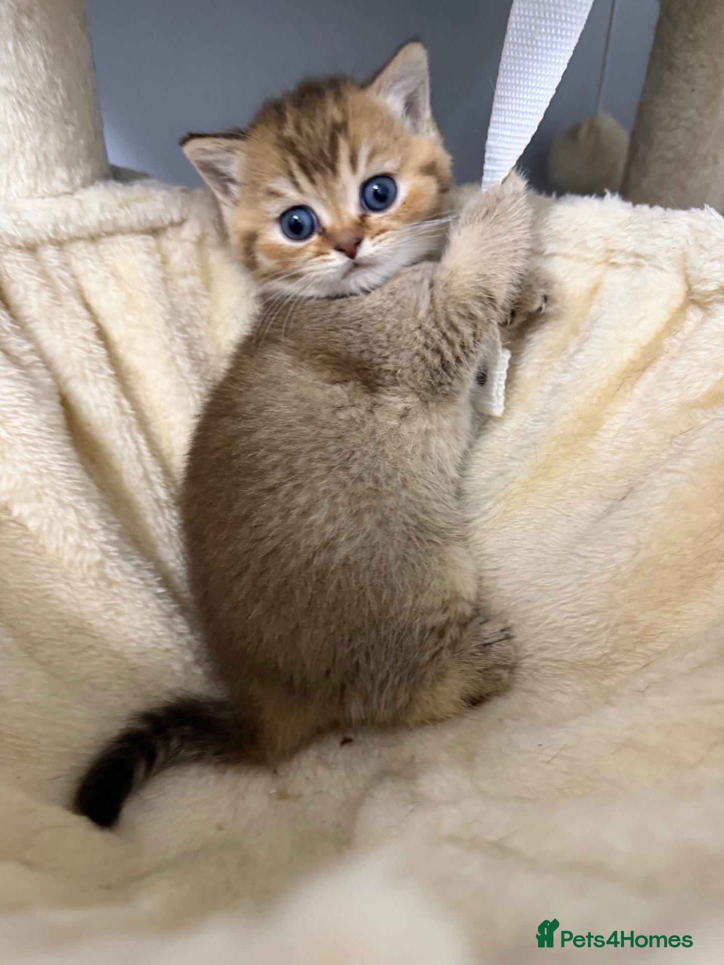 Scottish Fold cats Exceptional litter of Scottish fold/ straight😍😍 - Advert 2