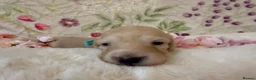 Miniature Dachshund dogs for sale: Cream long haired miniature dachshund puppies  - Advert 16