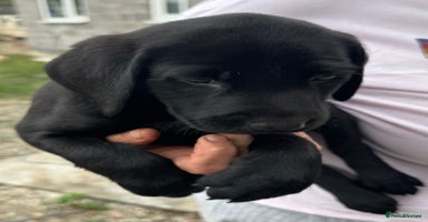 Labrador Retriever dogs - Advert 10