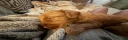Cockapoo dogs for sale: ⭐⭐OUTSTANDING COCKAPOO PUPPIES⭐⭐ in Melton Mowbray - Advert 24