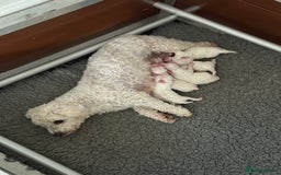 Bichon Frise dogs for sale: Kc registered show quality puppies - Image 13