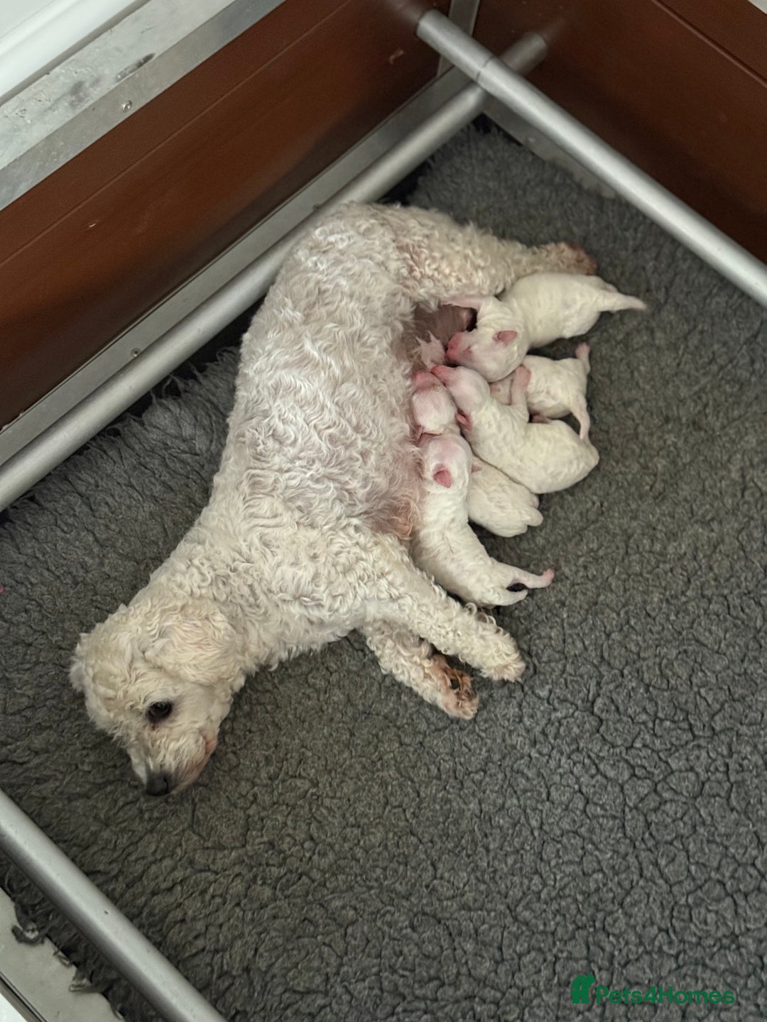 Bichon Frise dogs for sale: Kc registered show quality puppies - Image 13