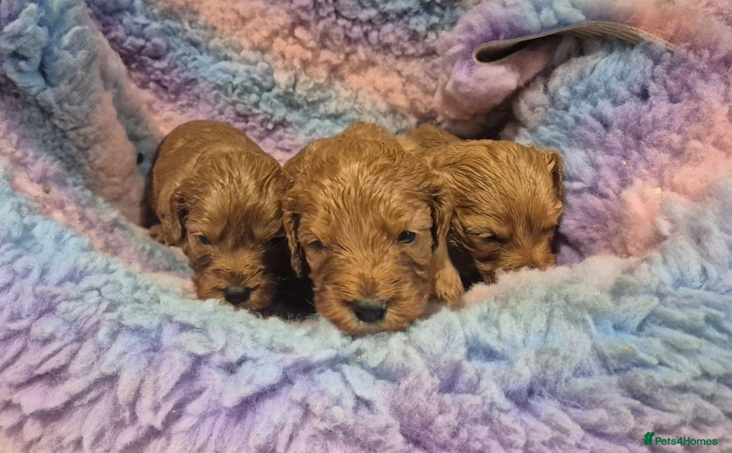 Cavapoo dogs Stunning Health Tested Ruby Red Cavapoo puppies.   - Advert 2
