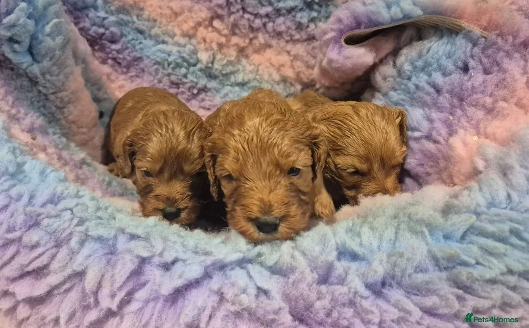 Cavapoo dogs for sale: Stunning Health Tested Ruby Red Cavapoo puppies.   - Advert 2